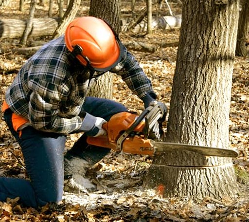 Tree Removal in Vass, NC